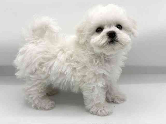 大阪府のビションフリーゼ (ひごペットフレンドリーららぽーとEXPOCITY店/2026年2月28日生まれ/男の子/ホワイト)の子犬の2枚目の画像