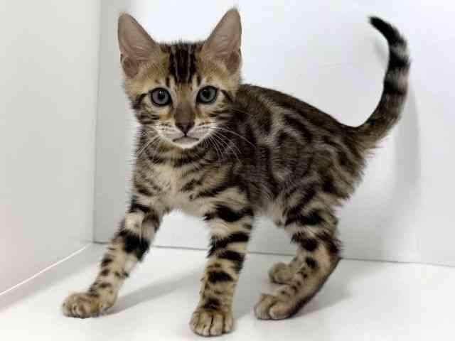 大阪府のベンガル (ひごペットフレンドリーベルファⅡ都島店/2026年2月28日生まれ/男の子/ブラウンスポットタビー)の子猫の2枚目の画像