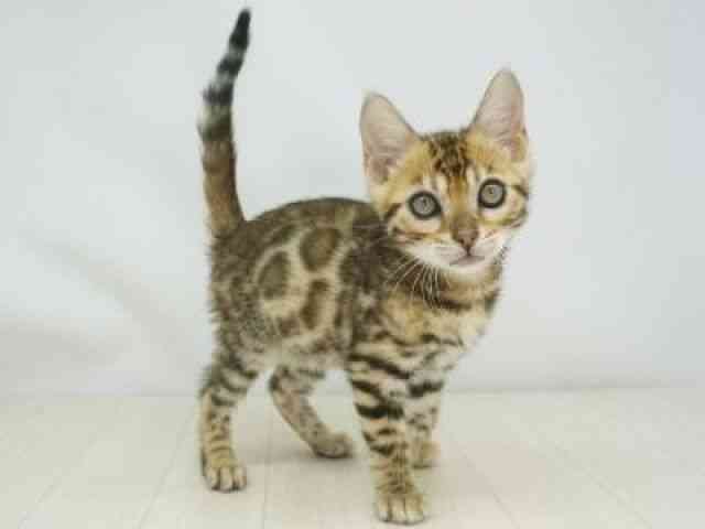 福岡県のベンガル (ひごペットフレンドリーゆめタウン筑紫野店/2026年2月28日生まれ/男の子/ブラウンスポットタビー)の子猫の2枚目の画像