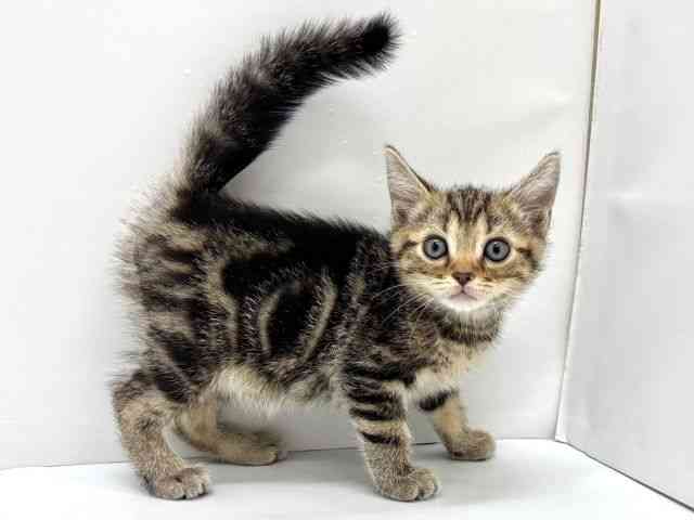 大阪府のアメリカンショートヘアー (ひごペットフレンドリーイオンタウン茨木太田店/2026年2月27日生まれ/男の子/ブラウンタビー)の子猫の2枚目の画像