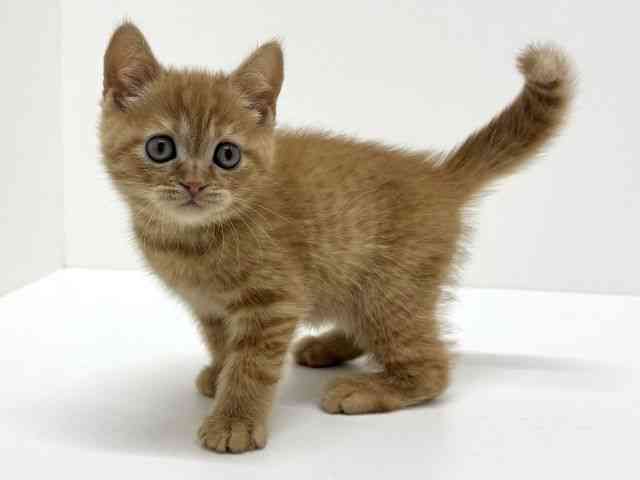 大阪府のスコティッシュフォールド (ひごペットフレンドリーくずはモール店/2026年2月27日生まれ/男の子/レッドタビー)の子猫の2枚目の画像