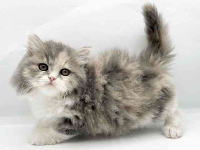 奈良県のサイベリアン (ひごペットフレンドリートナリエ大和高田店/2026年2月8日生まれ/女の子/ダイリュートキャリコ)の子猫の2枚目の画像