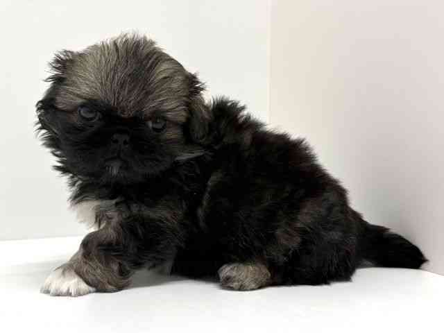 大阪府のペキニーズ (ひごペットフレンドリーくずはモール店/2026年2月28日生まれ/男の子/フォーンホワイト)の子犬の2枚目の画像