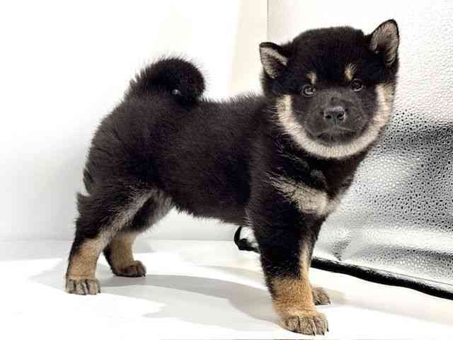 愛知県の柴犬(標準サイズ) (ひごペットフレンドリーヴィアモール アピタ江南西店/2026年2月27日生まれ/男の子/黒)の子犬の2枚目の画像