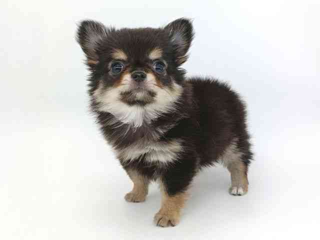 大阪府のチワワ(ロング) (ひごペットフレンドリー泉ヶ丘店/2026年2月27日生まれ/女の子/ブラックタン)の子犬の2枚目の画像