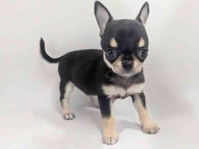 京都府のチワワ(スムース) (ひごペットフレンドリー京都店/2026年3月1日生まれ/男の子/ブラックタンホワイト)の子犬の2枚目の画像