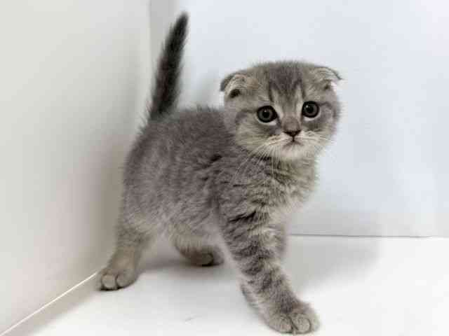 大阪府のスコティッシュフォールド (ひごペットフレンドリーベルファⅡ都島店/2026年2月25日生まれ/男の子/ブルータビー)の子猫の2枚目の画像