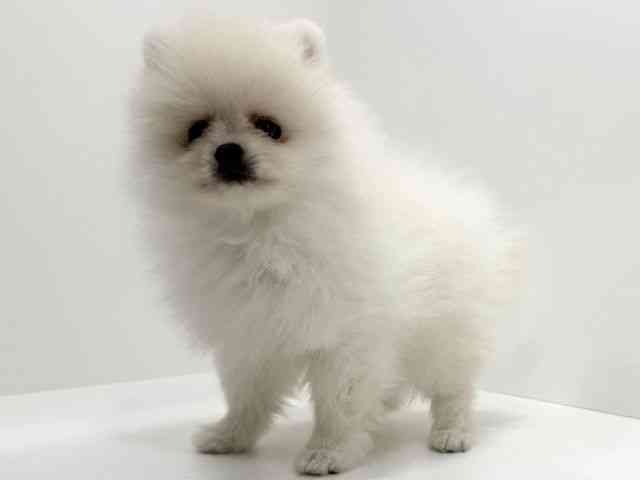 広島県のポメラニアン (ひごペットフレンドリーフジグラン神辺店/2026年2月25日生まれ/男の子/クリーム)の子犬の2枚目の画像