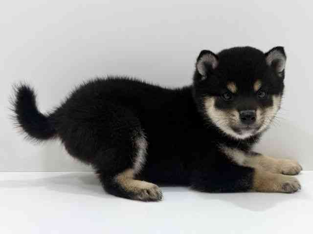 広島県の柴犬(標準サイズ) (ひごペットフレンドリーフジグラン神辺店/2026年2月27日生まれ/男の子/黒)の子犬の2枚目の画像