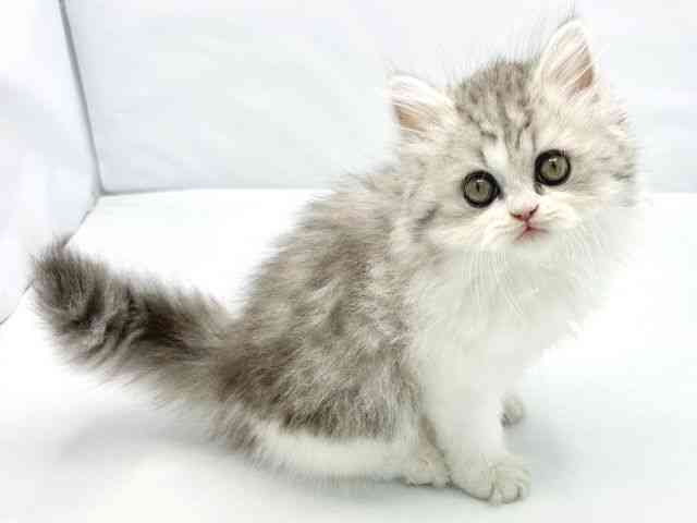 大阪府のエキゾチック (ひごペットフレンドリーイトーヨーカドー津久野店/2026年2月16日生まれ/男の子/シルバータビーホワイト)の子猫の2枚目の画像