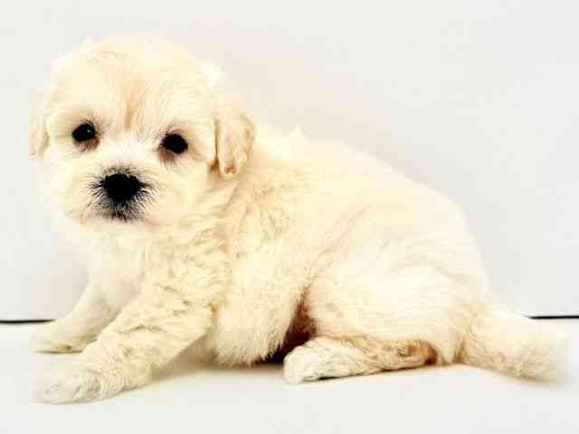 兵庫県のハーフ犬・ミックス犬 (ひごペットフレンドリークラウンパーク伊丹店/2026年2月27日生まれ/男の子/クリーム)の子犬の2枚目の画像