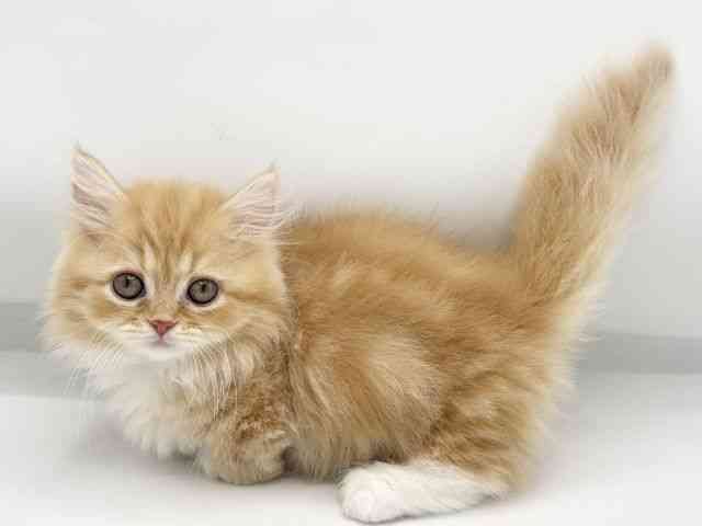 大阪府のミヌエット (ひごペットフレンドリーららぽーとEXPOCITY店/2026年2月15日生まれ/女の子/レッドタビーホワイト)の子猫の2枚目の画像