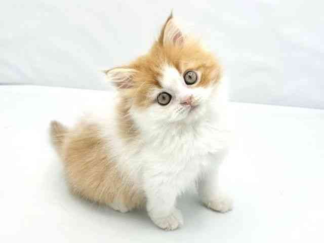 大阪府のスコティッシュフォールド (ひごペットフレンドリーイトーヨーカドー津久野店/2026年2月6日生まれ/男の子/レッドタビーホワイト)の子猫の2枚目の画像