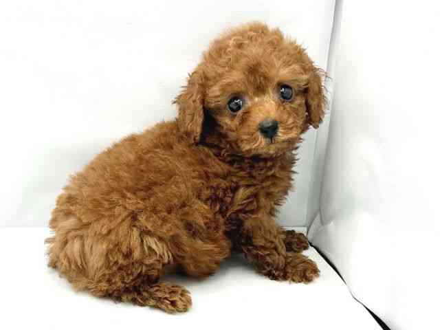 大阪府のトイプードル(トイ) (ひごペットフレンドリーイトーヨーカドー津久野店/2026年2月26日生まれ/男の子/レッドフォーン)の子犬の2枚目の画像