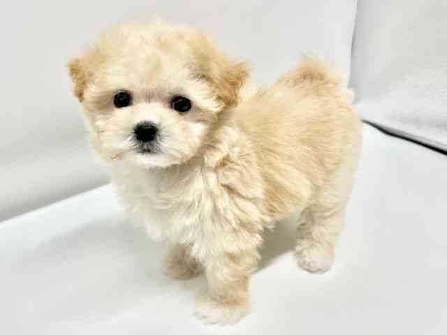 大阪府のマルプー(マルチーズ×プードル) (ひごペットフレンドリーイオンタウン豊中庄内店/2026年2月26日生まれ/女の子/クリーム)の子犬の2枚目の画像