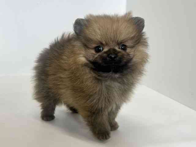 大阪府のポメラニアン (ひごペットフレンドリーアクロスプラザ住之江店/2026年2月22日生まれ/男の子/オレンジ)の子犬の2枚目の画像