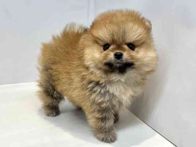 大阪府のポメラニアン (ひごペットフレンドリーセブンパーク天美店/2026年2月26日生まれ/女の子/オレンジ)の子犬の2枚目の画像