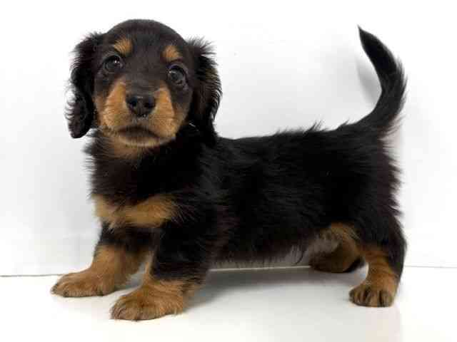 大阪府のミニチュアダックスフンド(ロング) (ひごペットフレンドリーベルファⅡ都島店/2026年2月28日生まれ/男の子/ブラックタン)の子犬の2枚目の画像