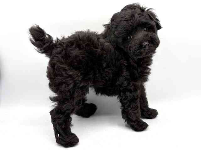 奈良県のトイプードル(トイ) (ひごペットフレンドリー田原本店/2026年2月28日生まれ/男の子/ブラック)の子犬の2枚目の画像