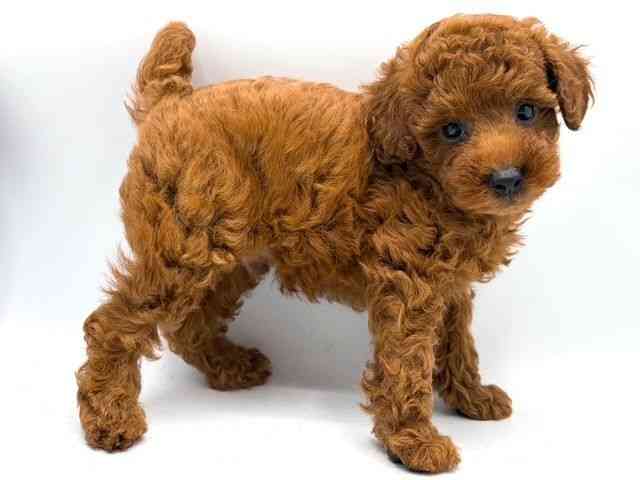 奈良県のトイプードル(トイ) (ひごペットフレンドリー田原本店/2026年2月28日生まれ/男の子/レッドフォーン)の子犬の2枚目の画像