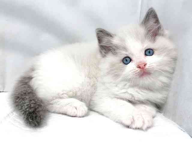 大阪府のラグドール (ひごペットフレンドリー堺プラットプラット店/2026年2月27日生まれ/男の子/ブルーポイントバイカラー)の子猫の2枚目の画像