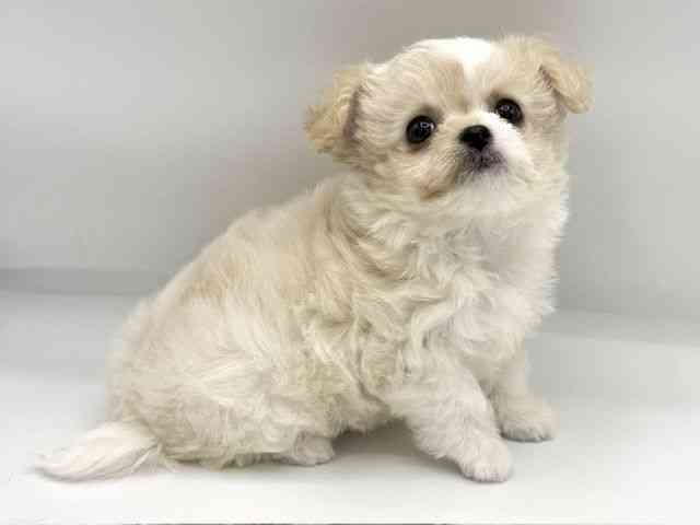 大阪府のチワプー/プーチー(チワワ×プードル) (ひごペットフレンドリーららぽーとEXPOCITY店/2026年2月27日生まれ/女の子/ホワイトレッド)の子犬の2枚目の画像