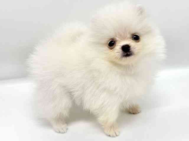 大阪府のポメラニアン (ひごペットフレンドリーイオンタウン豊中庄内店/2026年3月1日生まれ/女の子/ホワイト)の子犬の2枚目の画像
