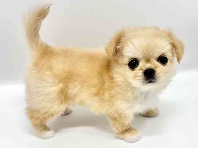 大阪府のチワペキ/ペキチー/ペキチワ(チワワ×ペキニーズ) (ひごペットフレンドリーイオンタウン豊中庄内店/2026年3月1日生まれ/女の子/クリーム)の子犬の2枚目の画像