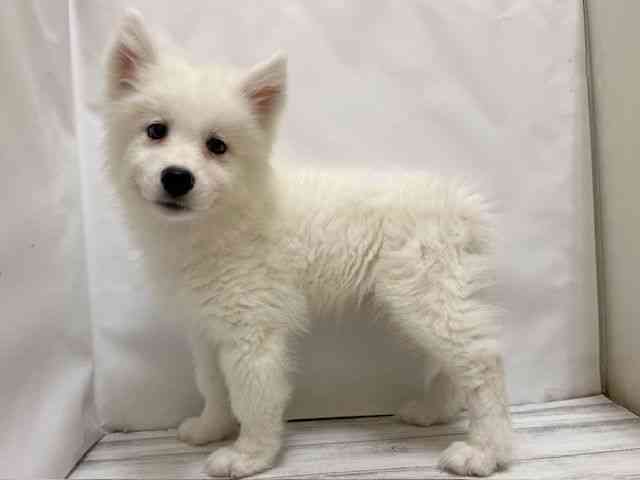 和歌山県のサモエド (ひごペットフレンドリーパームシティ和歌山店/2026年2月28日生まれ/男の子/ホワイト)の子犬の2枚目の画像