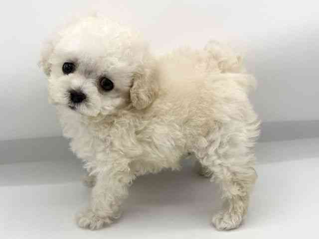 大阪府のトイプードル(トイ) (ひごペットフレンドリーららぽーとEXPOCITY店/2026年3月1日生まれ/男の子/ホワイト)の子犬の2枚目の画像