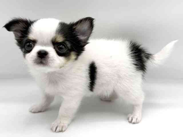 大阪府のチワワ(ロング) (ひごペットフレンドリーららぽーとEXPOCITY店/2026年3月1日生まれ/女の子/ホワイトブラッククリーム)の子犬の2枚目の画像