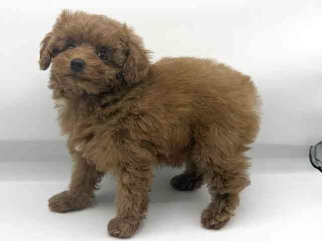 大阪府のトイプードル(トイ) (ひごペットフレンドリーららぽーとEXPOCITY店/2026年3月1日生まれ/女の子/レッドフォーン)の子犬の2枚目の画像