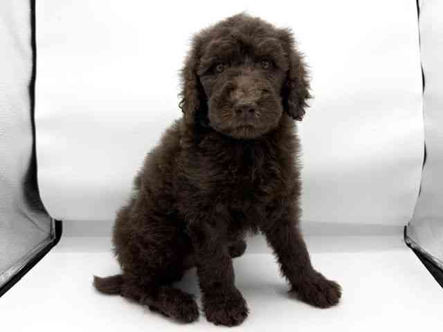 大阪府のスタンダードプードル (ひごペットフレンドリーららぽーとEXPOCITY店/2026年2月24日生まれ/男の子/ブラウン)の子犬の2枚目の画像