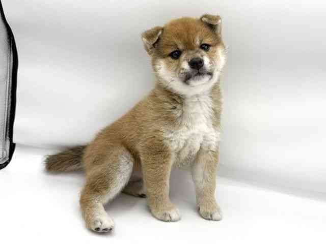 大阪府の柴犬(標準サイズ) (ひごペットフレンドリーららぽーとEXPOCITY店/2026年3月2日生まれ/女の子/赤)の子犬の2枚目の画像