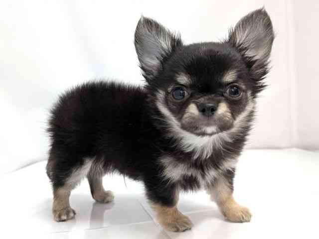 広島県のチワワ(ロング) (ひごペットフレンドリーゆめタウン廿日市店/2026年2月26日生まれ/男の子/ブラッククリーム)の子犬の2枚目の画像