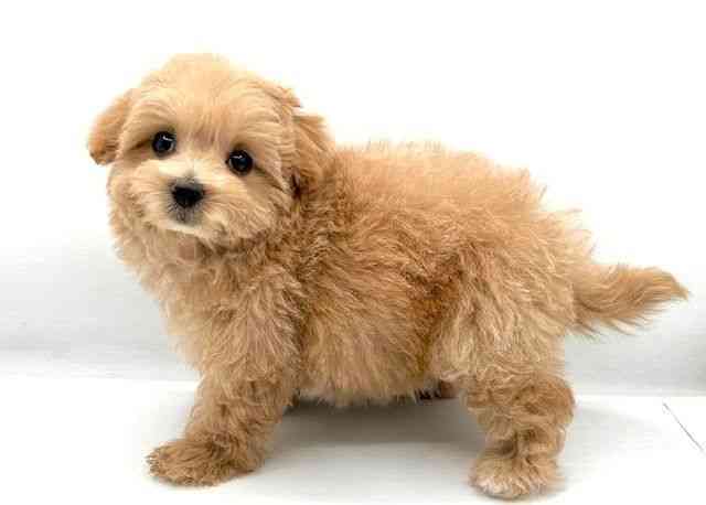 島根県のハーフ犬・ミックス犬 (ひごペットフレンドリーイオン松江ショッピングセンター店/2026年2月28日生まれ/女の子/クリーム)の子犬の2枚目の画像