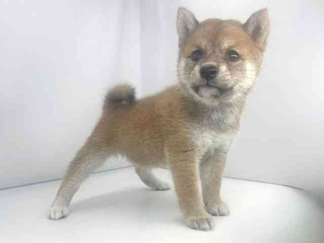兵庫県の柴犬(標準サイズ) (ひごペットフレンドリーイオンタウン加古川店/2026年2月26日生まれ/女の子/赤)の子犬の2枚目の画像