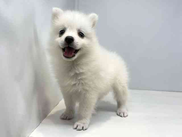 大阪府の日本スピッツ (ひごペットフレンドリーセブンパーク天美店/2026年2月26日生まれ/女の子/ホワイト)の子犬の2枚目の画像