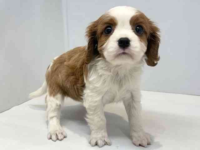 大阪府のキャバリアキングチャールズスパニエル (ひごペットフレンドリーセブンパーク天美店/2026年3月3日生まれ/女の子/ブレンハイム)の子犬の2枚目の画像