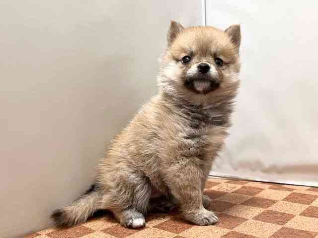愛媛県の柴犬(標準サイズ) (ひごペットフレンドリーエミフルMASAKI店/2026年2月18日生まれ/男の子/赤)の子犬の2枚目の画像