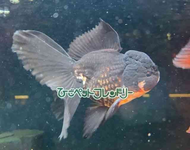 タイ産　真っ黒オランダと色変わり個体 オランダ獅子頭[真っ黒オランダ【タイ産】] | ひごペットフレンドリー
