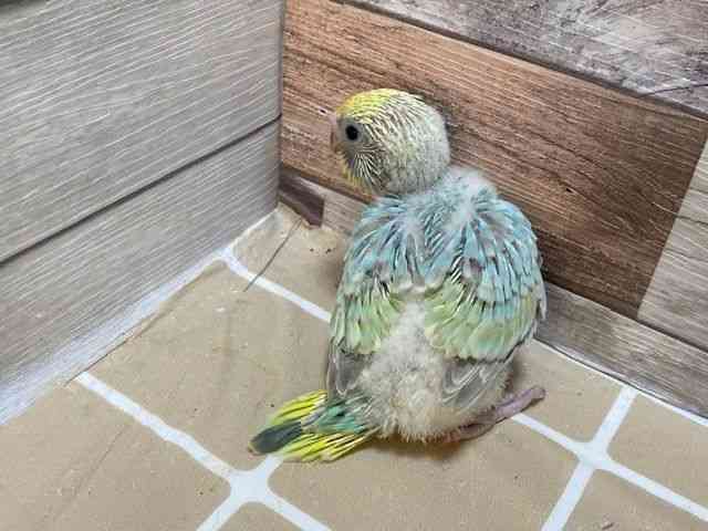 セキセイインコ[【カラー】レインボー系] | ひごペットフレンドリー