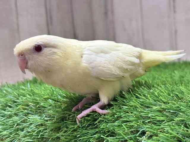 サザナミインコ[クリームイノカラー] | ひごペットフレンドリー