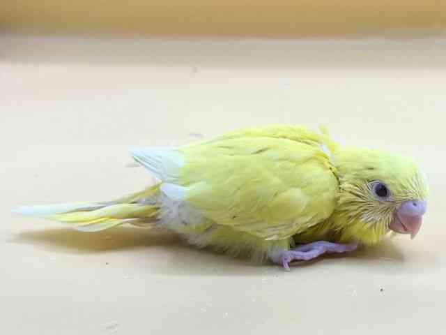 セキセイインコ[【ルチノー】] | ひごペットフレンドリー 【 公式サイト 】