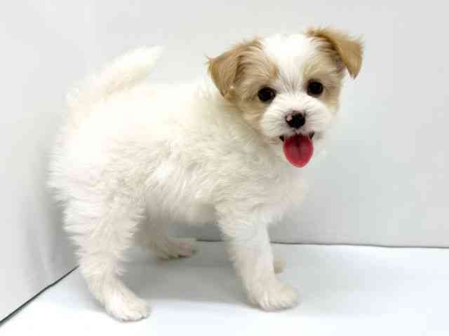 大阪府のハーフ犬・ミックス犬 (ひごペットフレンドリーイオンタウン茨木太田店/2026年3月7日生まれ/男の子/レッドホワイト)の子犬の2枚目の画像