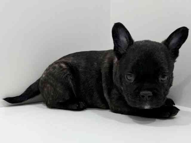 広島県のハーフ犬・ミックス犬 (ひごペットフレンドリーフジグラン神辺店/2026年3月6日生まれ/男の子/ブリンドル)の子犬の2枚目の画像