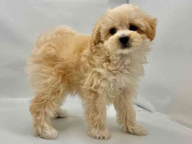 大阪府のハーフ犬・ミックス犬 (ひごペットフレンドリー東淀川店/2026年3月6日生まれ/男の子/クリーム)の子犬の2枚目の画像