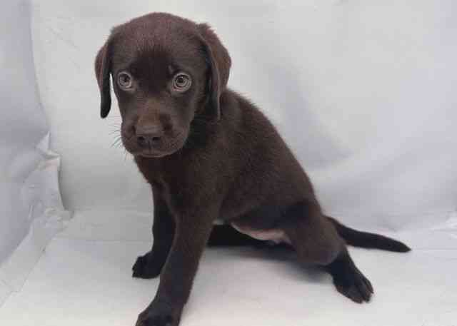 ラブラドールレトリーバーの子犬を価格や特徴で探す|ペットショップ