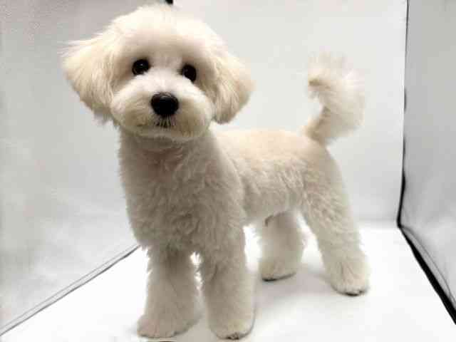 愛知県のハーフ犬・ミックス犬 (ひごペットフレンドリープライムツリー赤池店/2026年3月14日生まれ/男の子/クリーム)の子犬の2枚目の画像
