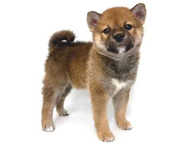 大阪府の柴犬(標準サイズ) (ひごペットフレンドリー岸和田店/2026年3月15日生まれ/男の子/赤)の子犬の2枚目の画像